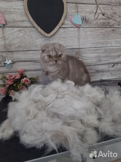 Груминг собак