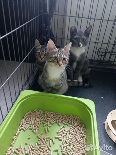 Котята
