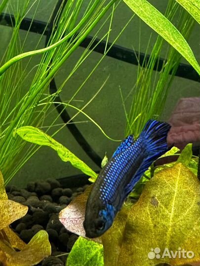 Betta mahachaiensis