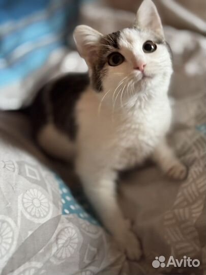 Ласковая девочка котенок