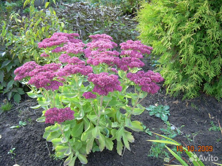 Многолетние цветы для сада