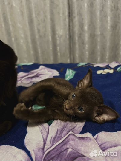 Ориентальные котята