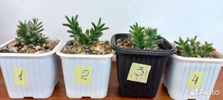 Суккуленты и адениум