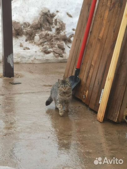 Кошечка 1-2 года