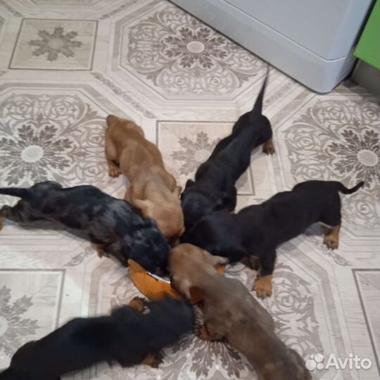 Щенки таксы