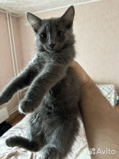 Удивительные милашки