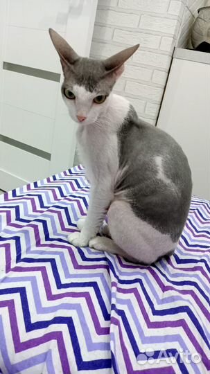 Девон-рекс кошка