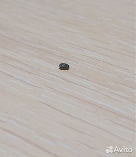 Яйцо палочника