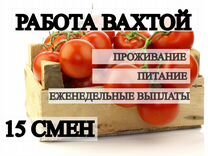 Вахта 20 смен для М/Ж рабочий теплицы с проживание