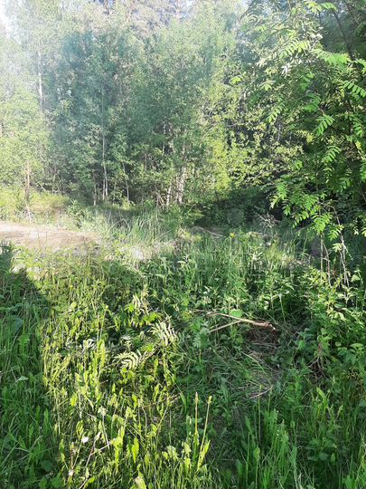 Участок 6 сот. (СНТ, ДНП)