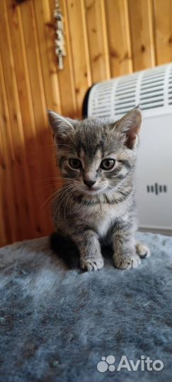 Милые котята