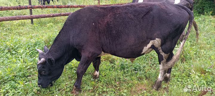 Коровы быки телята