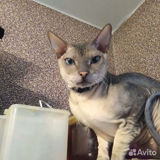 Донской сфинкс браш котята