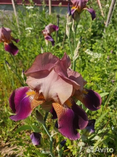 Ирисы