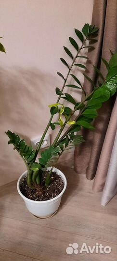 Замиокулькас