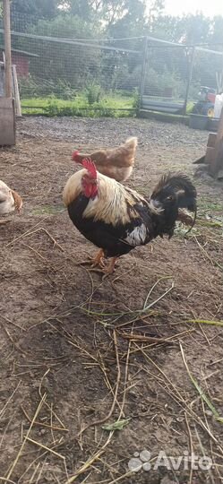 Петух загорский