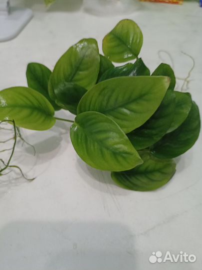 Анубиас нана