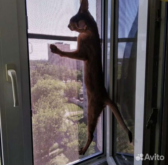 Москитная сетка антикошка