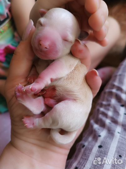 Щеночки в добрые руки. Забронированы оба