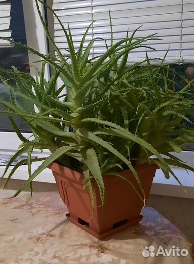 Большое Алоэ лекарственное, столетник