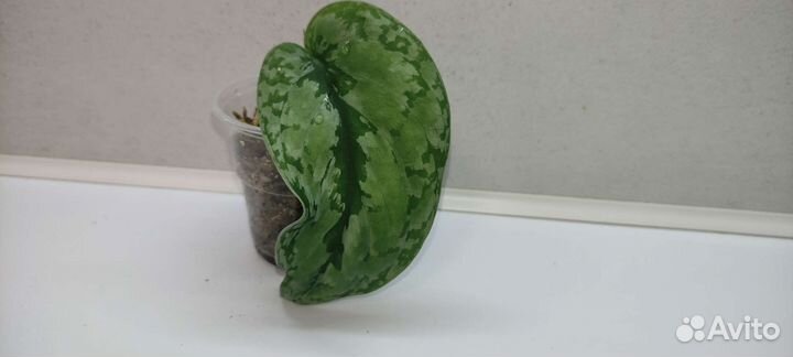 Сциндапсус Сильвер Сплеш Блю (Silver Splash Blue)