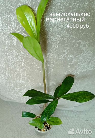 Домашние растения