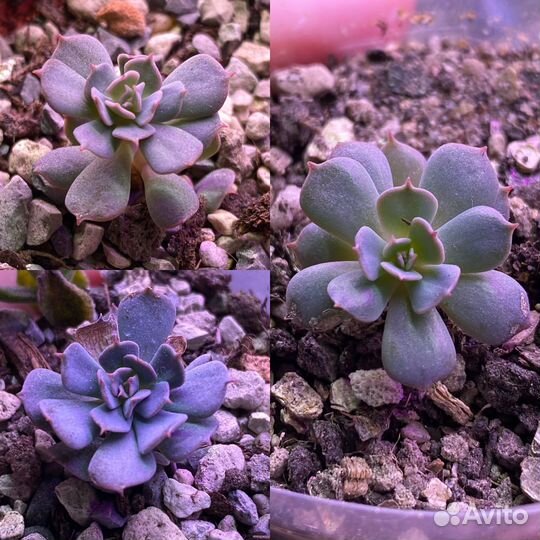 Суккуленты echeveria разные