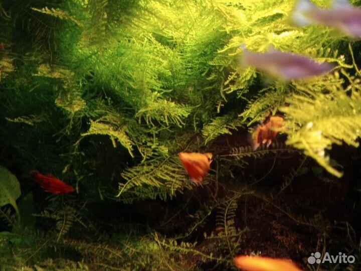 Гуппи пецилии креветки мох