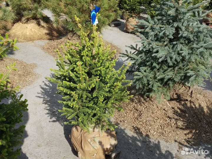Ёлка сибирская