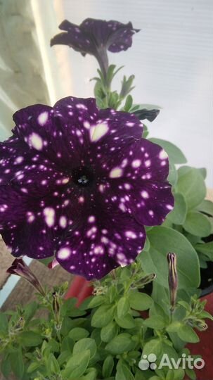 Ампельная петуния вегетативная