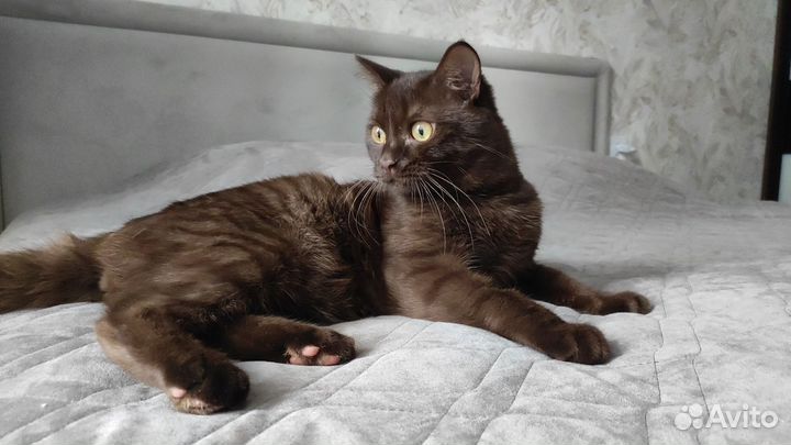 Кот наполовину британец