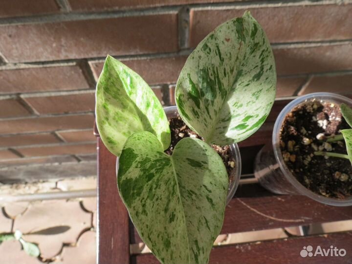 Сциндапсус эпипремнум