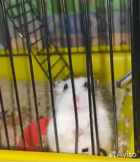 Клетка плюс сирийский хомяк