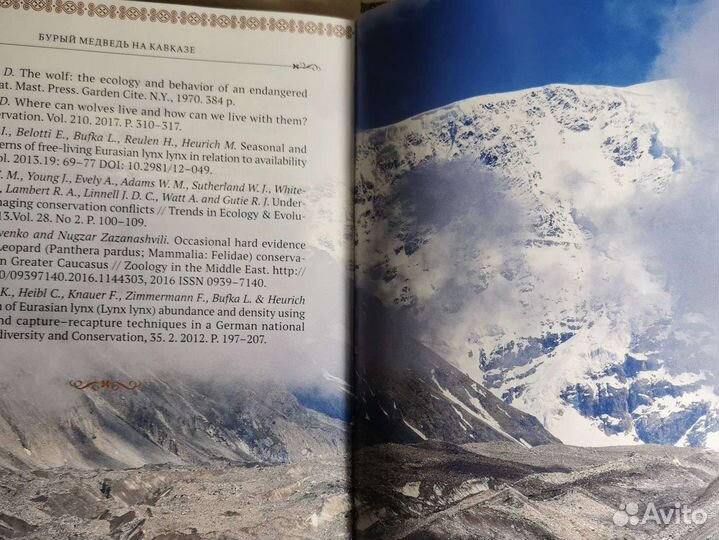 Монография Бурый медведь на Кавказе