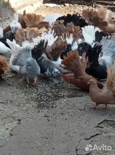 Продажа голубей