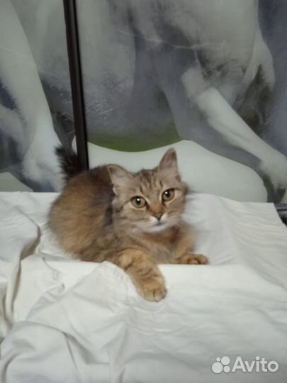 Кошечка, в добрые руки