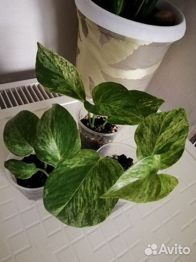 Сциндапсусы и сингониумы сортовые