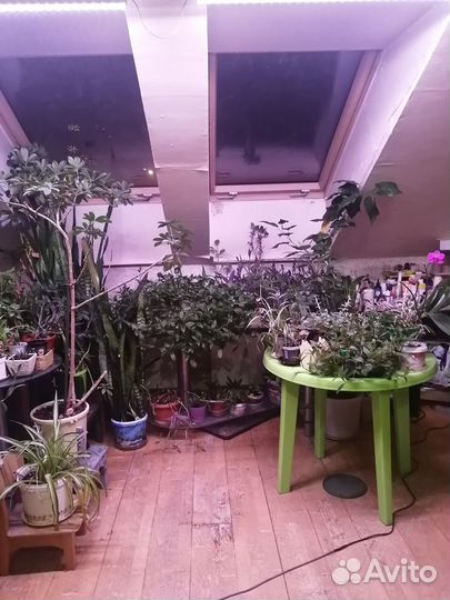 Комнатные растения, разные, много