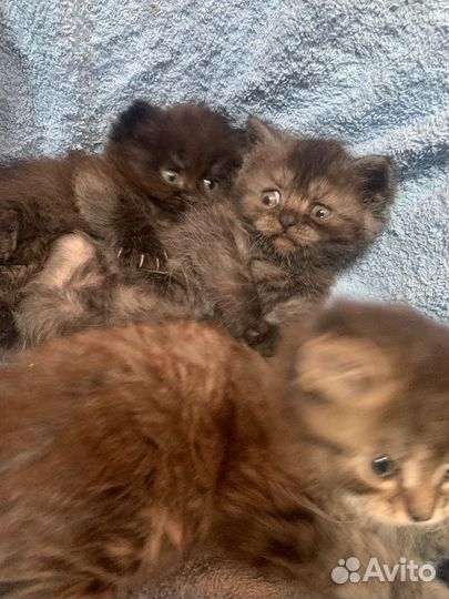 Британские котята
