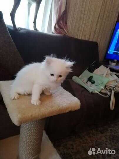 Продам белых пушистых котят