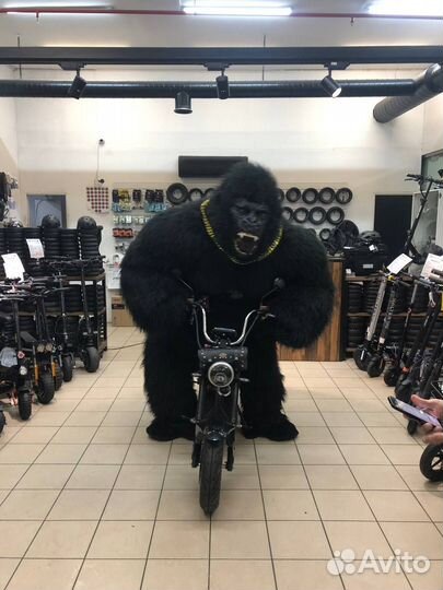 Экспресс поздравление Аниматор