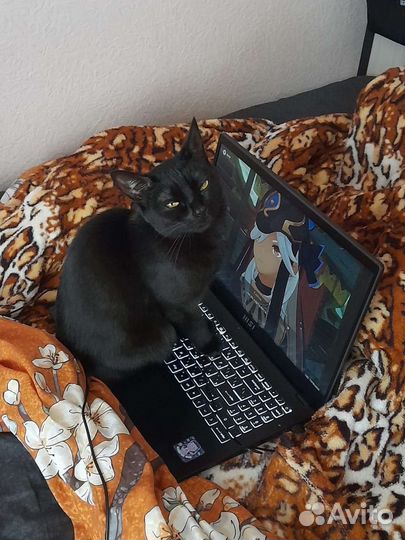 Кошки в добрые руки бесплатно