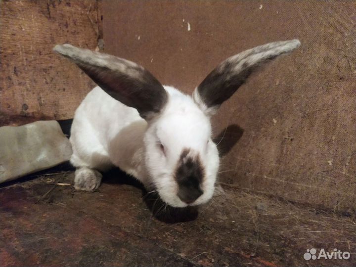 Кролики на племя или мясо