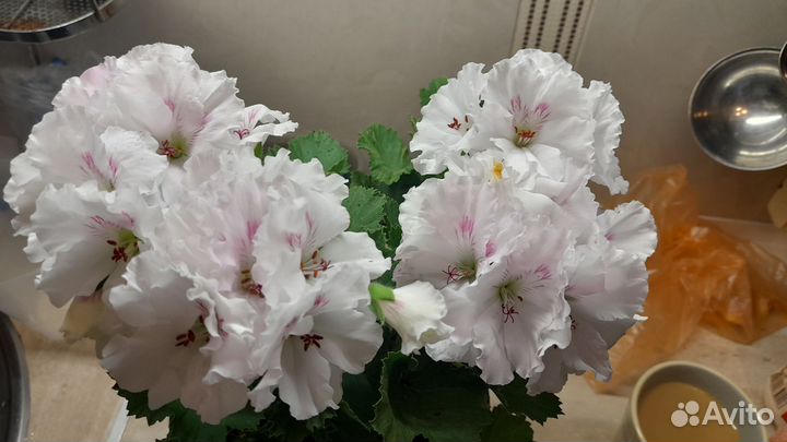 Пеларгонии герани королевские
