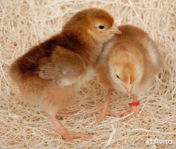 Гусята,бройлеры,муларды,индюшата,утята