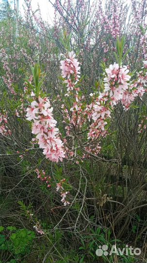 Дикий миндаль