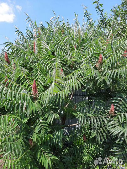 Дерево сумах