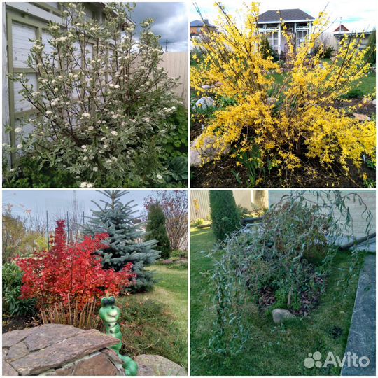 Кустарники декоративные саженцы