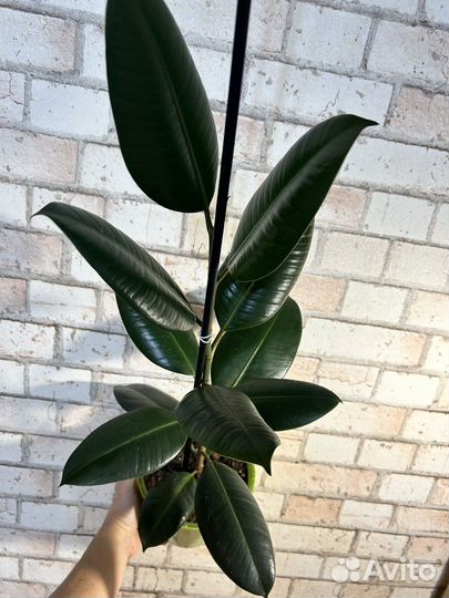 Фикусы разные коллекционные