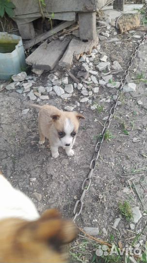 Отдам бесплатно